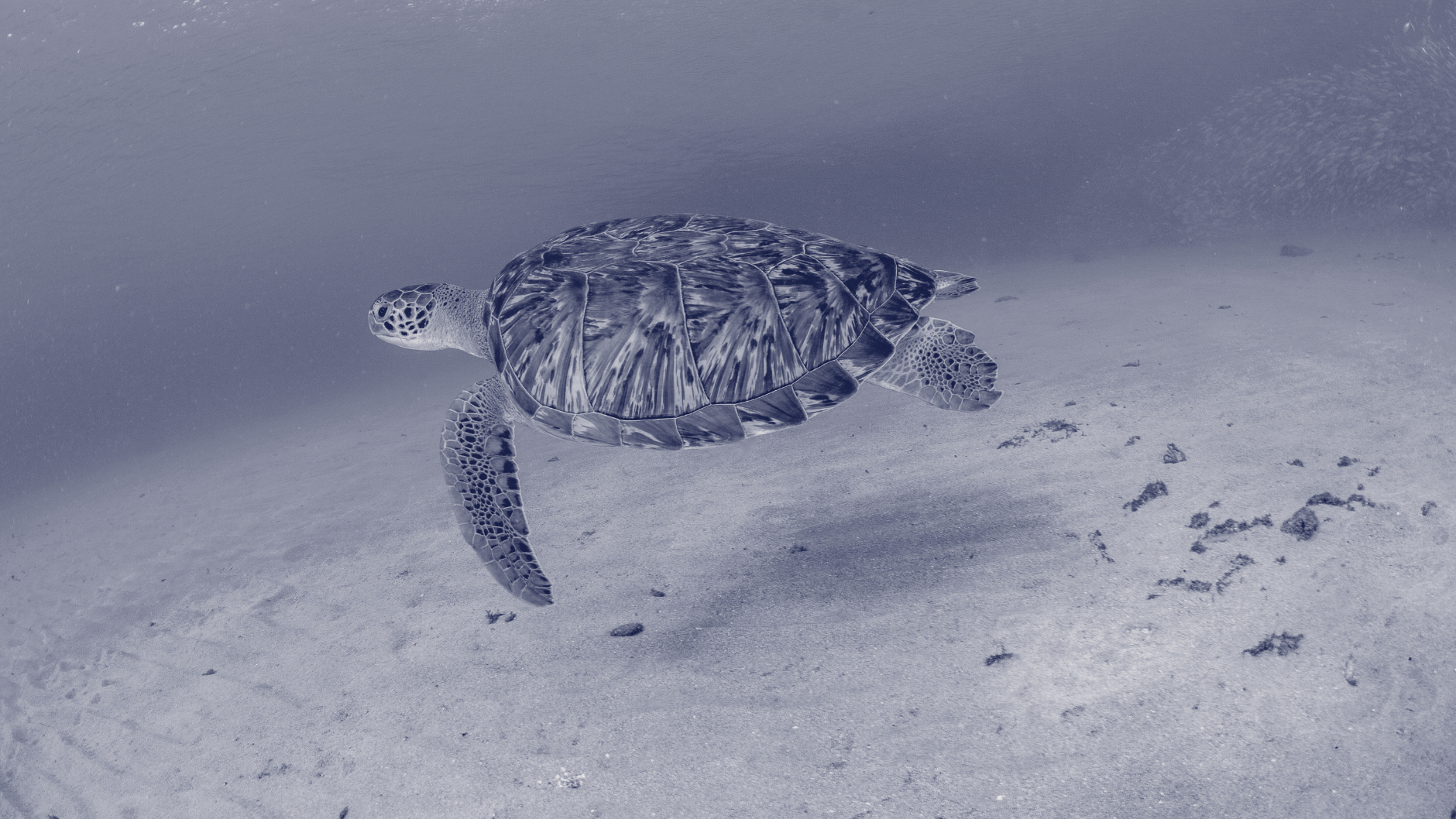 お客様事例 | 株式会社 UPDATER:  Biodiversity Collageワークショップ